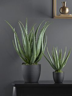 two succulent plants sitting on top of a black table next to a mirror