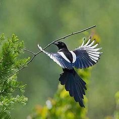 a black and white bird sitting on top of a tree branch with its wings spread