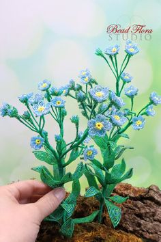 a hand is holding some tiny blue flowers on a mossy rock with green leaves