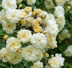 white and yellow flowers are blooming in the garden