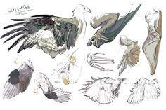 some drawings of different types of birds and their wingspans are shown in this image