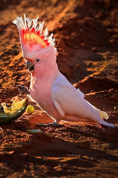 a pink and white cockatoo eating food on the ground