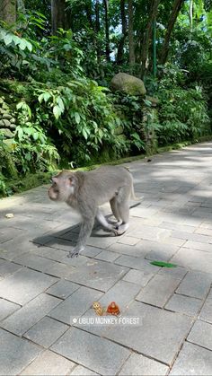 a monkey is walking on the sidewalk in front of some trees and bushes with leaves