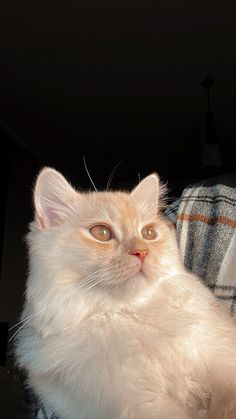 a white cat sitting on top of a couch next to a person's arm