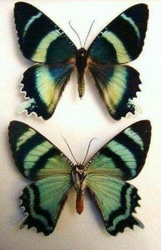 two green and blue butterflies sitting next to each other on a white surface with one butterfly facing the camera