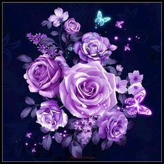 purple roses and butterflies on a black background