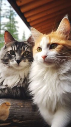 two cats sitting next to each other on top of a wooden bench with trees in the background