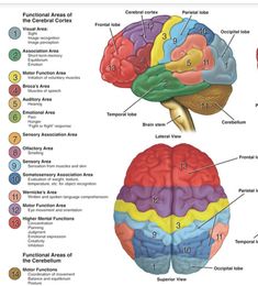 the functions of the human brain and their functions in each part of the body, including the