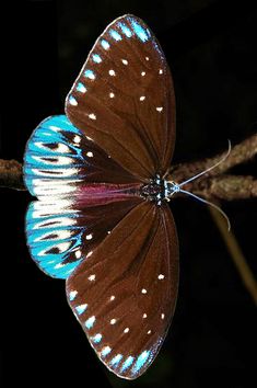 a brown and blue butterfly sitting on top of a leaf