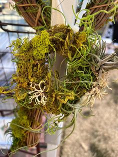 6" Air plant and moss living wreaths. Each one is unique has a different arrangement. 6 total available. Sold individually. Care instructions included in shipment. Mossy Wreath, Living Wreaths, Plant Wreath, Living Wreath, Summer Outside, Moss Wreath, Flower Mound, Seasonal Wreaths, Outside Decor