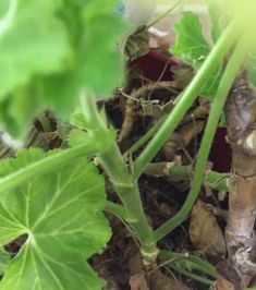 the plant is growing in the dirt with leaves on it's stems and roots