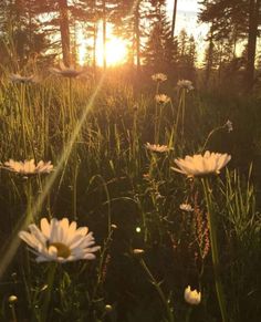 the sun shines through the trees and daisies in a field with tall grass