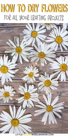 white daisies with text overlay how to dry flowers for all your crafting projects