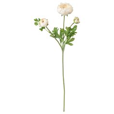 SMYCKA fleur artificielle, renoncule/blanc, 52 cm. La tige peut être raccourcie au moyen de pinces. Fleur facile à plier et à placer grâce au fil d'acier insérer dans la tige. Plante artificielle identique à une vraie et qui reste belle des années durant. Ranunculus White, Ikea Stockholm, Artificial Plant Wall, Ranunculus Flowers, Artificial Potted Plants, Artificial Bouquet, Artificial Leaf, Artificial Flower Arrangements, Ranunculus