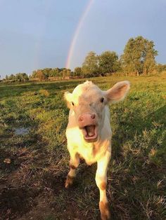 a small cow standing on top of a grass covered field next to a rainbow in the sky