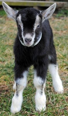 a black and white baby goat standing in the grass