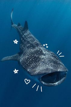 a whale swimming in the ocean with its mouth open and stars on it's side