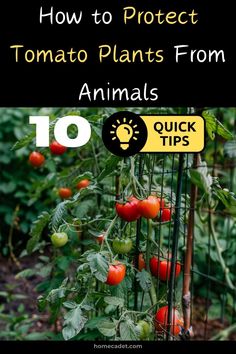 tomatoes growing in the garden with text overlay that reads how to protect tomato plants from animals