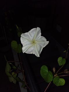 a white flower with green leaves in the dark