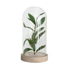 a plant in a glass dome with wooden base