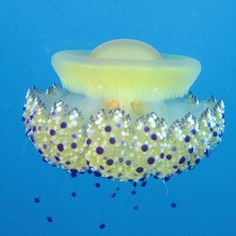 a jellyfish swimming in the blue water