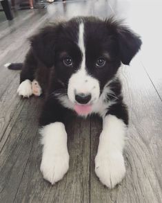 a black and white puppy laying on top of a wooden floor