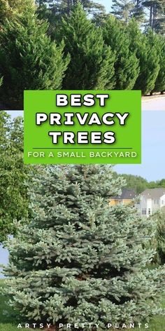 the best privacy trees for small backyards with text overlay that says best privacy trees