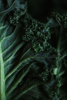 closeup of green leafy vegetables with dark background