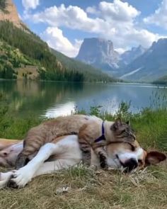 a cat and dog laying next to each other in the grass near a body of water