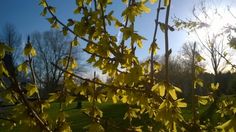 the sun shines brightly through the leaves of a tree