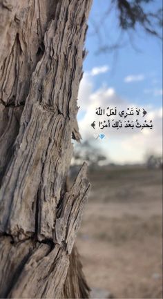 an old tree with arabic writing on it's bark and sky in the background