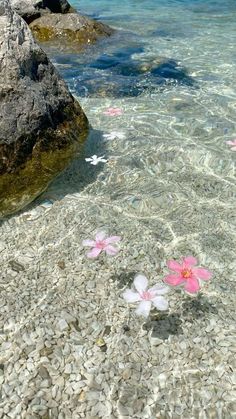 pink flowers floating in clear water next to large rocks and blue ocean waters with white pebbles on the bottom