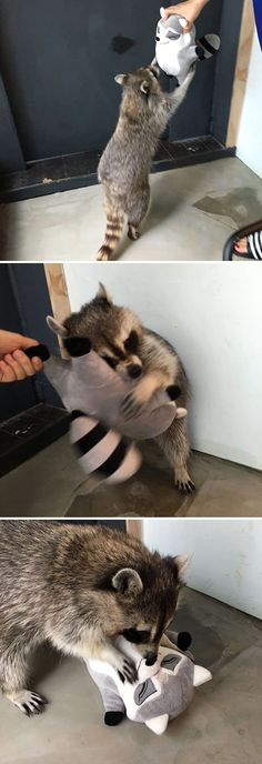 the raccoon is trying to get out of the trash can