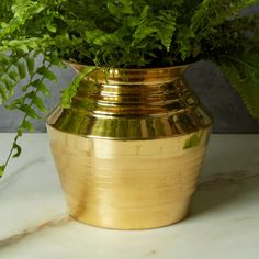 a potted plant sitting on top of a white counter next to a green plant