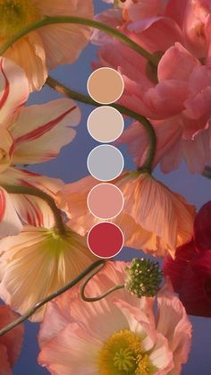 flowers with different shades of pink and red in the middle, on a blue sky background