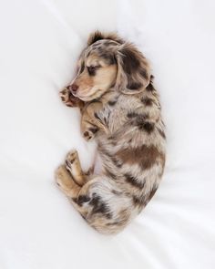 a small dog laying on top of a white bed