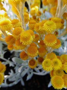 yellow and white flowers are blooming in the sun