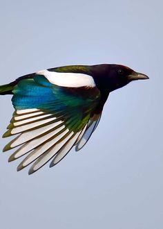 a bird flying through the air with its wings spread