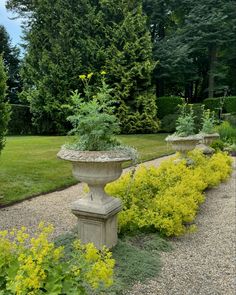 a garden filled with lots of plants next to a lush green field and tree covered forest