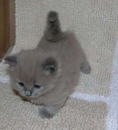 a small gray kitten standing on its hind legs