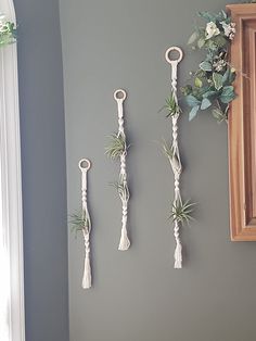 three hanging air plants on the wall