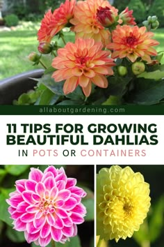 flowers with the title 11 tips for growing beautiful dahlias in pots or containers