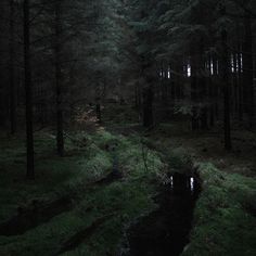 a dark forest filled with lots of green grass and trees next to a small stream