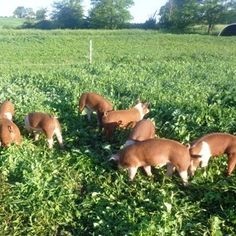 several small animals are grazing in the grass