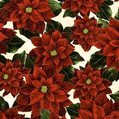 red poinsettia flowers with green leaves on a white background seamless wallpaper