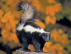 a black and white striped skunky standing on top of a piece of wood