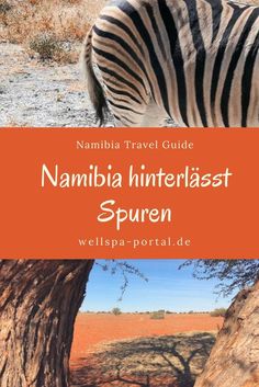 a zebra standing next to a tree on top of a dry grass covered field with the words namibia interleast spuren