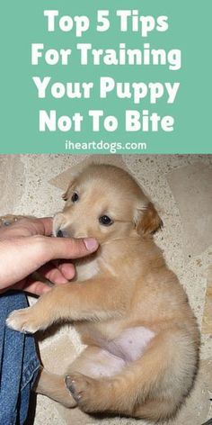 a person holding a puppy in their lap with the words top 5 tips for training your puppy not to bite