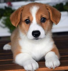 a brown and white puppy sitting on top of a wooden table