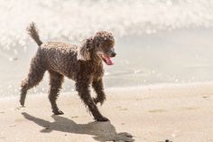 a brown poodle standing on top of a sandy beach next to the ocean with its tongue hanging out